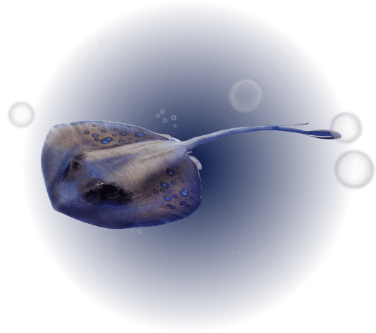 Poissons-grossiste-vendee-seagel