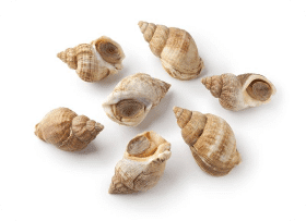coquillage