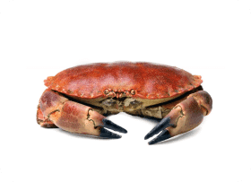 Photo d'un tourteau.