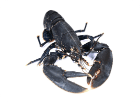 homard